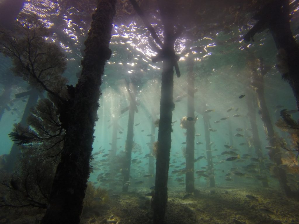 Hutan bawah laut Alabama