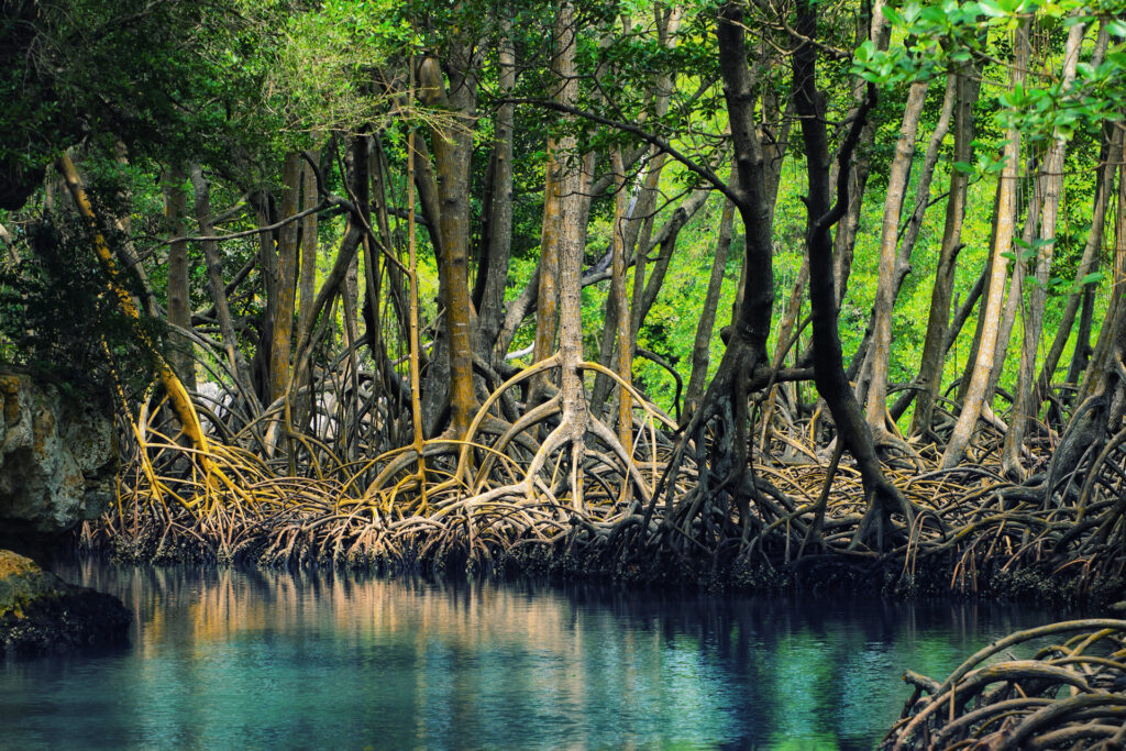 Hutan Mangrove: Menjaga Pantai dan Keanekaragaman Hayati