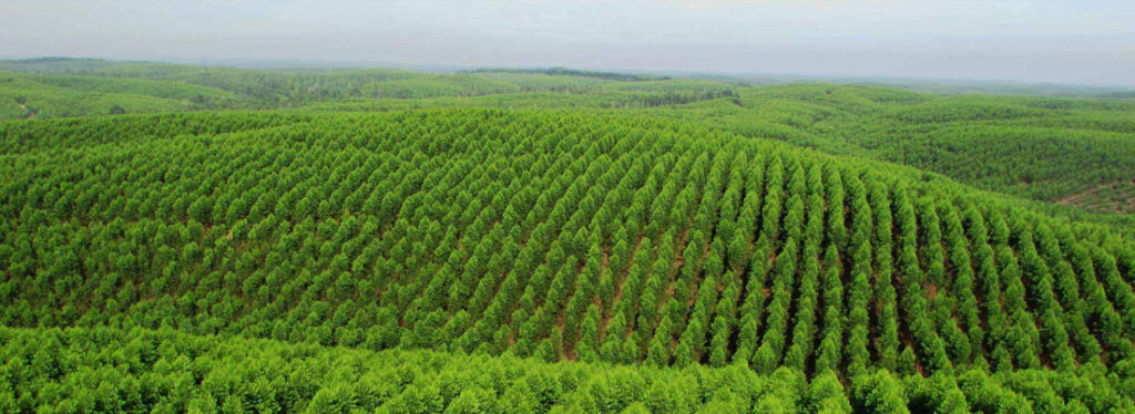Hutan Produksi: Kehidupan dan Pemelihara Lingkungan