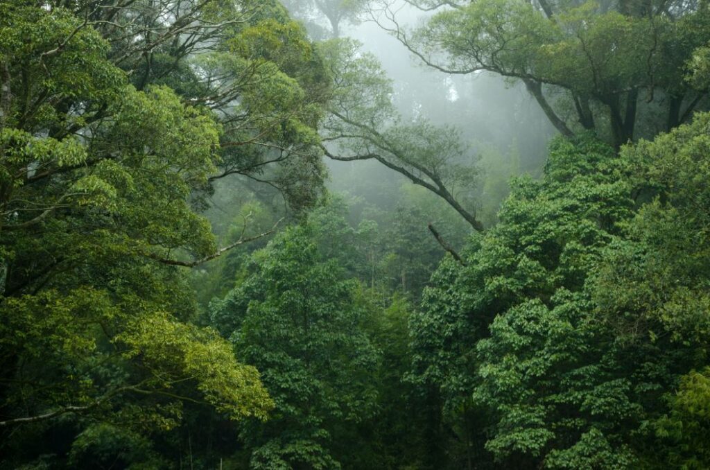 Keajaiban Alam Tropis: Memahami Kehidupan Hutan Hujan Tropis