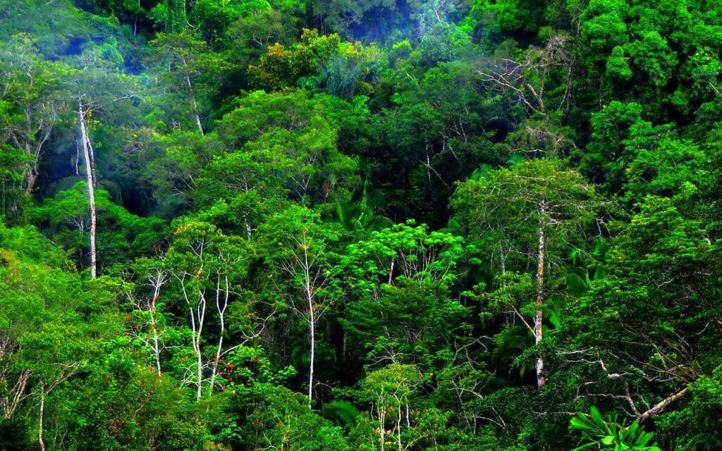 Keanekaragaman Alam: Mengenal Jenis Hutan yang Menakjubkan