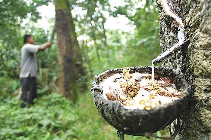 Kekayaan Tak Terlihat: Keberagaman Hasil Hutan Non-Kayu