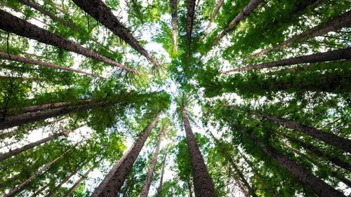 Kekayaan Tak Ternilai: Manfaat Hutan bagi Keseimbangan Alam