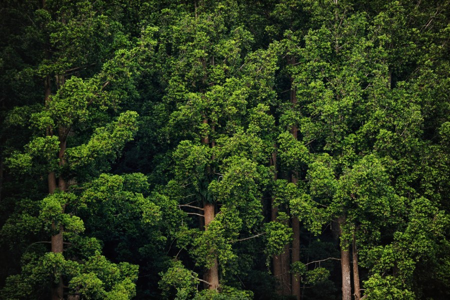 Kondisi Hutan Indonesia dan Pentingnya Pelestarian