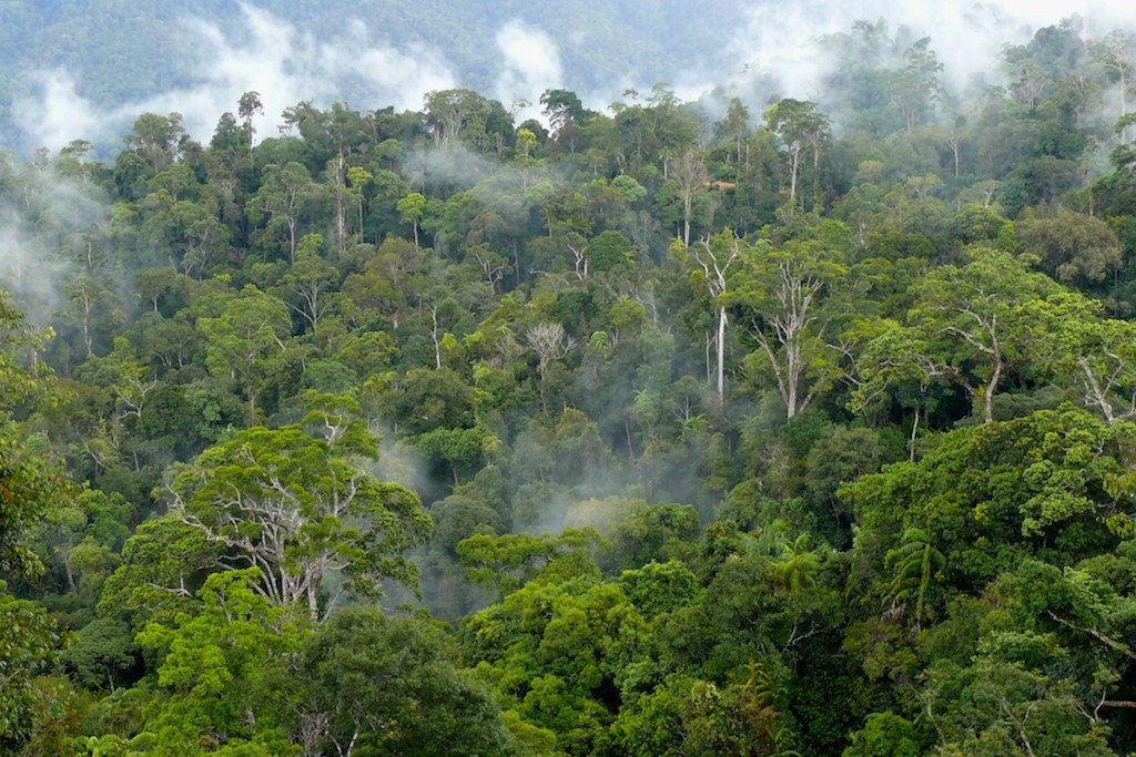 Melindungi Hutan Kalimantan sebagai Paru-paru Dunia