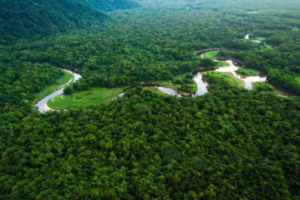 Menelusuri Keseluruhan Hutan Terbesar di Indonesia
