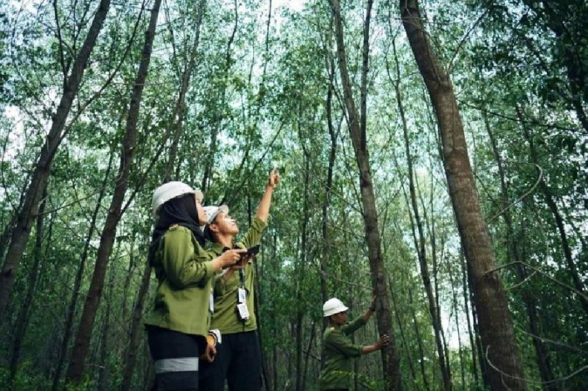Pengelolaan Hutan yang Benar untuk Keberlanjutan Lingkungan